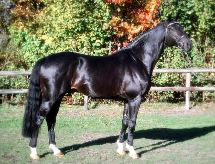 Schwarzie conformation big.jpg.opt720x549o0,0s720x549